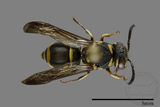 ǦW:Antepipona biguttata