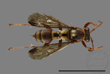 ǦW:Polistes takasagonus