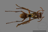 ǦW:Polistes formosanus