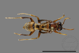 ǦW:Polistes takasagonus