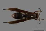 ǦW:Polistes tenebricosus