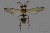 ǦW:Polistes takasagonus