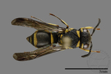 ǦW:Antepipona biguttata