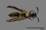 ǦW:Symmorphus ornatus