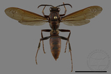 ǦW:Polistes formosanus