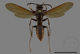 ǦW:Polistes formosanus