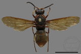 ǦW:Orancistrocerus drewseni nigricapitus