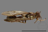 ǦW:Parapolybia nodosa