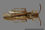 ǦW:Parapolybia takasagona