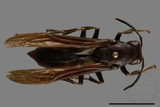 ǦW:Polistes gigas