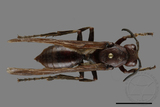 ǦW:Polistes gigas