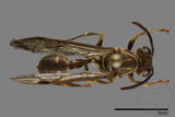 ǦW:Parapolybia nodosa