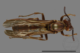 ǦW:Parapolybia nodosa