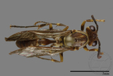 ǦW:Parapolybia nodosa