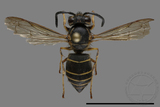 ǦW:Vespula flaviceps