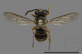 ǦW:Vespula flaviceps