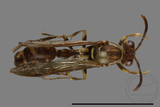 ǦW:Parapolybia nodosa