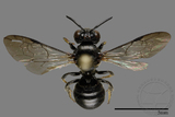 ǦW:Ceratina sp.