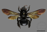 ǦW:Xylocopa tranquebarorum