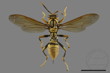 ǦW:Polistes rothneyi