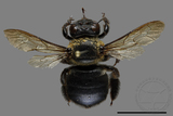 ǦW:Xylocopa collaris sauteri