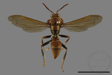 ǦW:Polistes formosanus