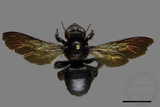 ǦW:Xylocopa tranquebarorum