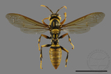 ǦW:Polistes rothneyi