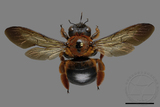 ǦW:Xylocopa ruficeps