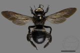 ǦW:Xylocopa tranquebarorum