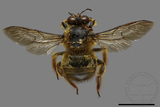 ǦW:Xylocopa collaris sauteri