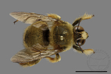 ǦW:Xylocopa collaris sauteri