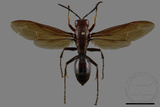 ǦW:Polistes tenebricosus