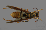 ǦW:Polistes rothneyi