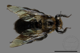 ǦW:Xylocopa tranquebarorum