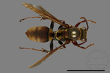 ǦW:Polistes takasagonus