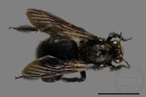 ǦW:Xylocopa tranquebarorum