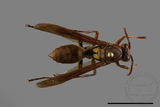 ǦW:Polistes formosanus