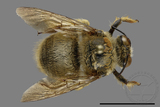 ǦW:Xylocopa collaris sauteri