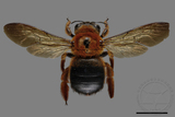 ǦW:Xylocopa ruficeps