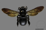 ǦW:Xylocopa tranquebarorum