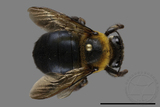 ǦW:Xylocopa collaris sauteri