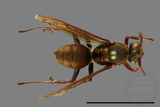 ǦW:Polistes takasagonus