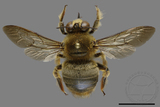 ǦW:Xylocopa collaris sauteri