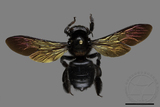 ǦW:Xylocopa tranquebarorum