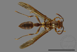 ǦW:Parapolybia varia