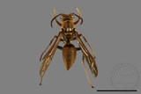 ǦW:Polistes formosanus