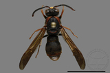 ǦW:Orancistrocerus drewseni nigricapitus