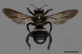 ǦW:Xylocopa tranquebarorum