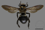 ǦW:Xylocopa tranquebarorum